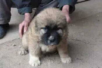 肉狗吃什么饲料长得快