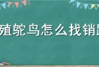 养殖鸵鸟怎么找销路