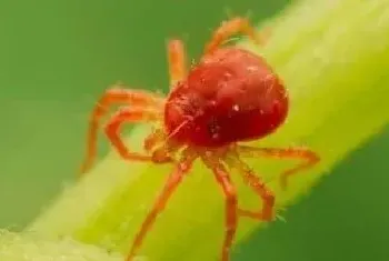 噻虫嗪打不打红蜘蛛