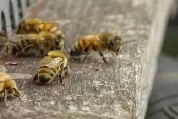 蜂群怎样奖励饲喂？