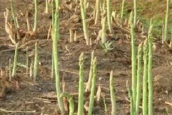 芦笋夏天种植注意事项