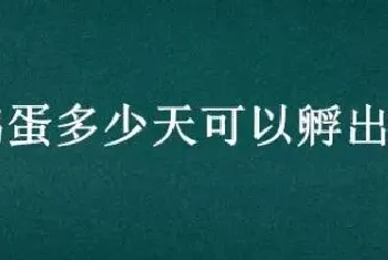 鸭蛋多少天可以孵出来