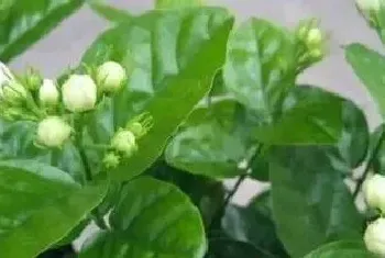 茉莉花什么时候剪枝换盆