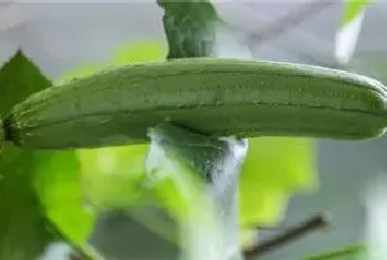 丝瓜种植多少天施肥