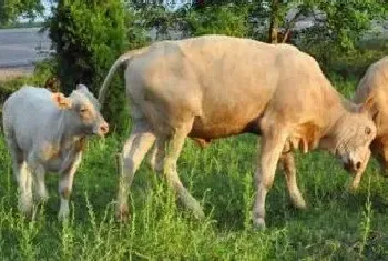 新生牛犊抽搐背脖子怎么办新生牛犊能承受零下多少度