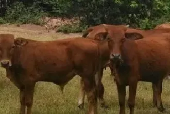 牛犊拉稀特效药新生牛犊喘怎么治疗