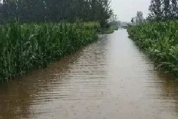 洪水对植物的影响 大量降水对农作物生长影响大?