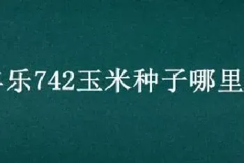 丰乐742玉米种子哪里卖