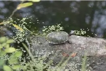 乌龟是什么动物