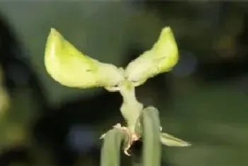 种植豆角的注意事项