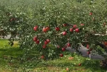 苹果树花叶病用什么药